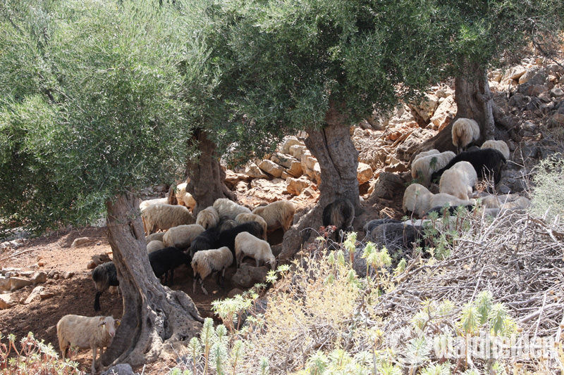 Exopoli Heights Kreta