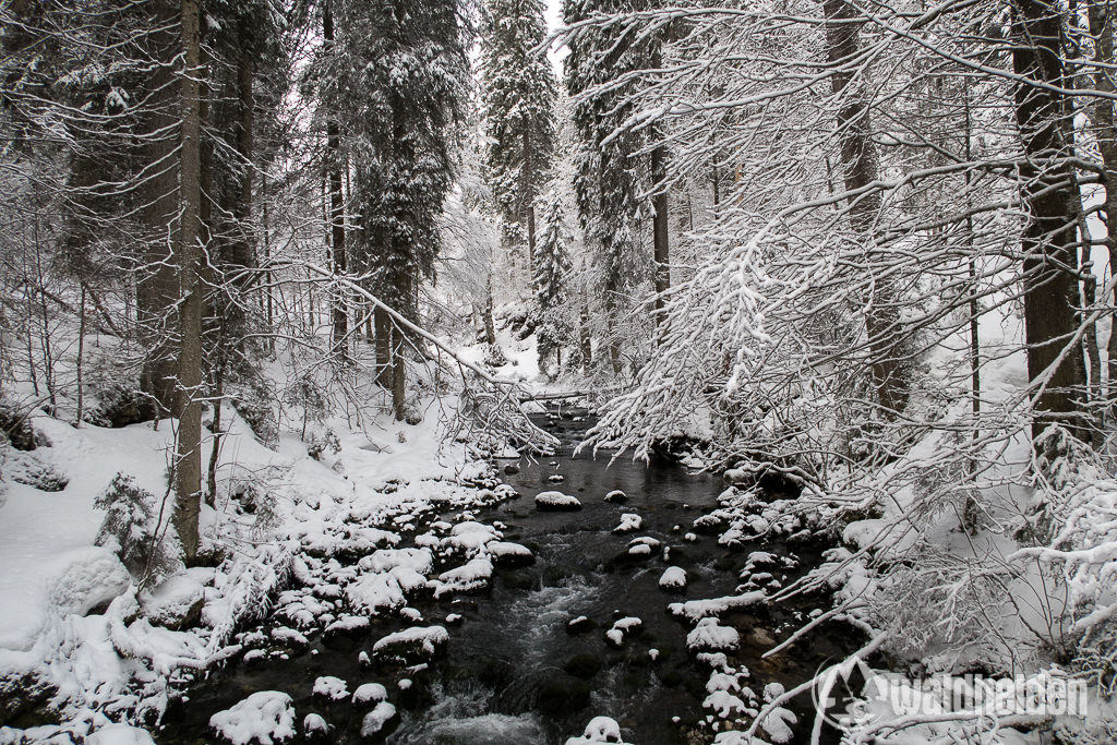 Winterwanderung im Schwarzwassertal
