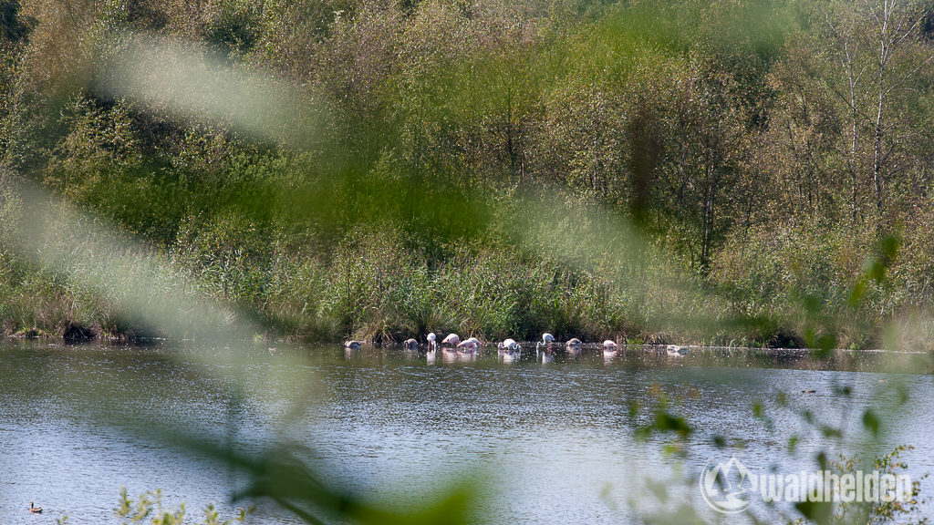 Flamingos im Zwillbroker Venn Münsterland