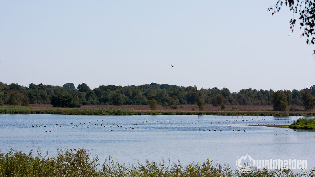 Die nährstoffreichen Seen im Zwillbroker Venn bieten den  Flamingos beste Bedingungen im Münsterland.