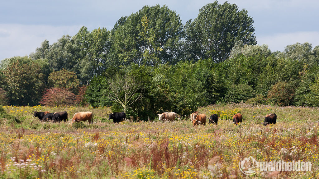 Taurus-Rinder und Konik Ponys sind auch hier als Landschaftspfleger aktiv.