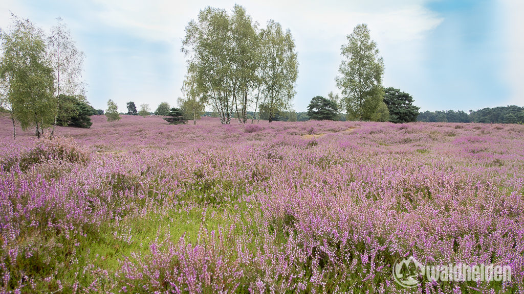 Der Lavendel in der Provence kann einpacken - hier kommt die Westruper Heide.