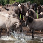 Natürlich wild – Das Münsterland wie du es noch nicht kennst!