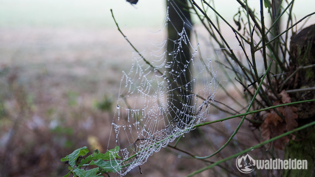 Westerwaldsteig Spinnennetz mit Tau