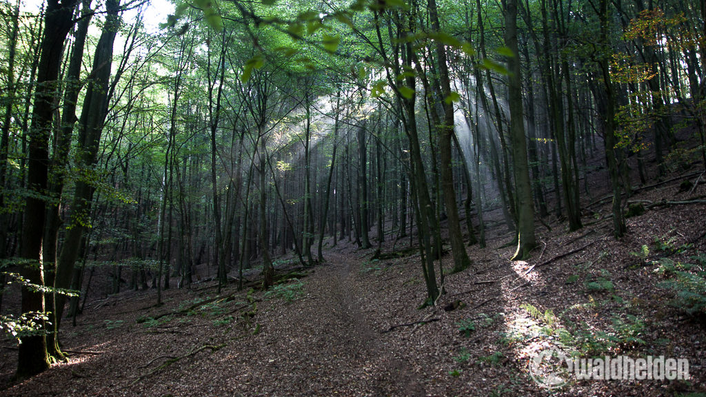 Westerwaldsteig Sonnenstrahlen im Wald