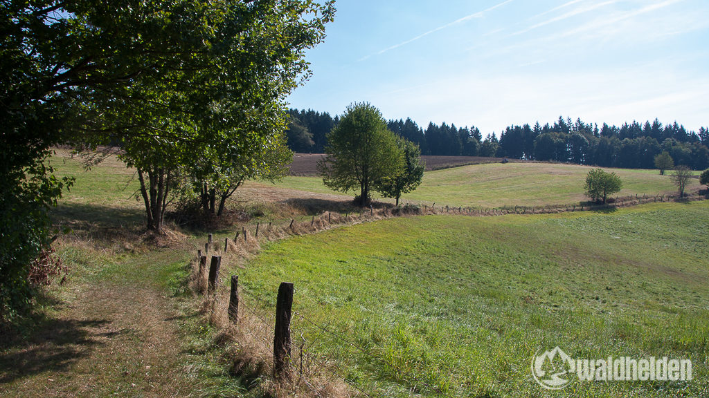 Westerwaldsteig Wiese