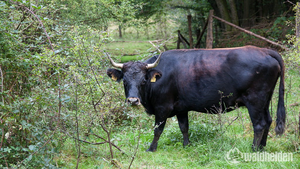 Westerwaldsteig Heckrind im Grenzbachtal