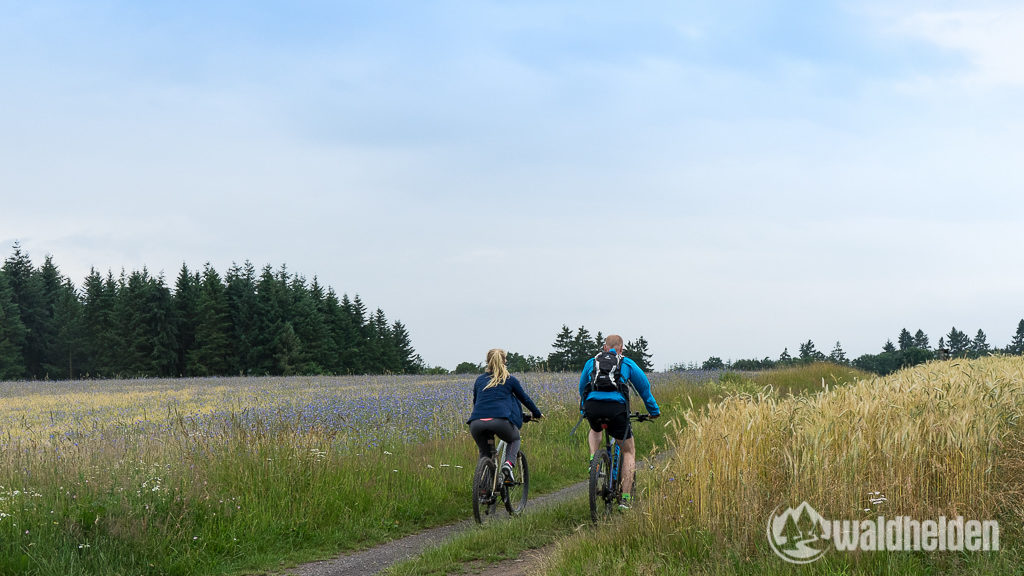 und weiter durch Felder und Wiesen des Sauerlands