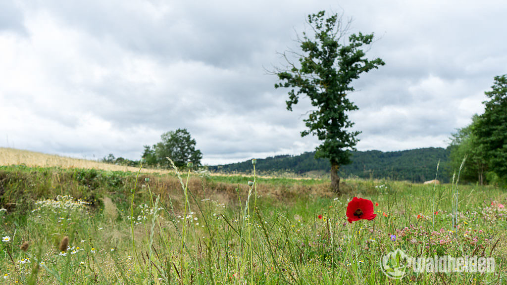 Aktivurlaub im Sauerland - Unterwegs im NationalparkZentrum Kellerwald