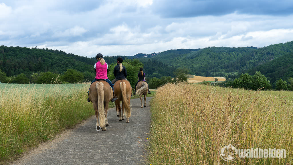 Die Fortgeschrittenen reiten mit den Finnpferden draußen in der Natur