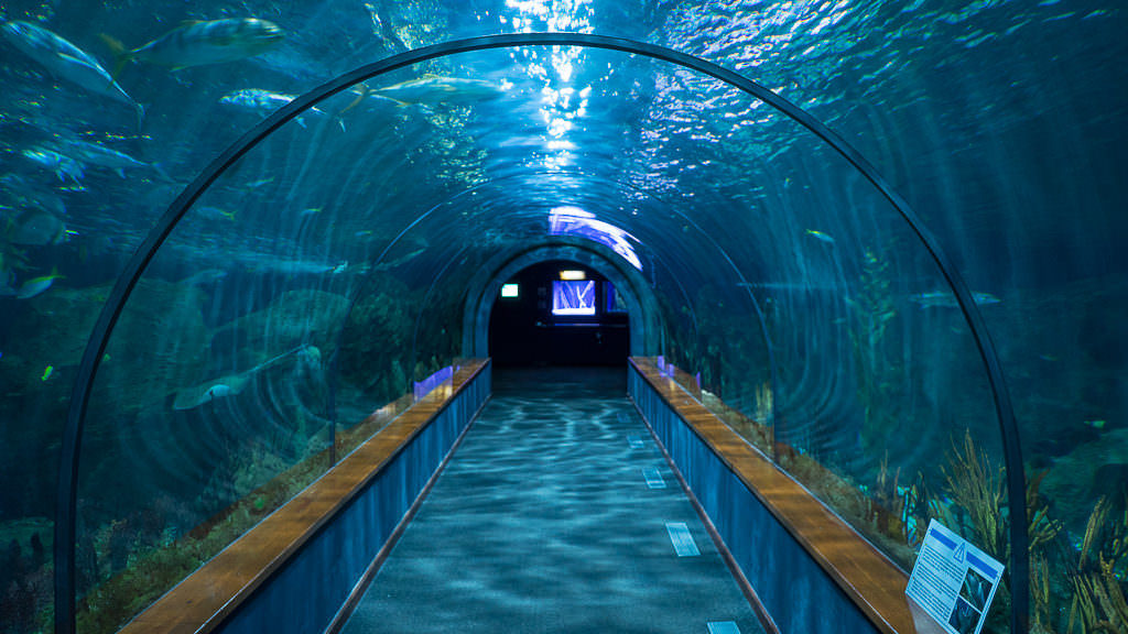 Loro Parque Aquarium