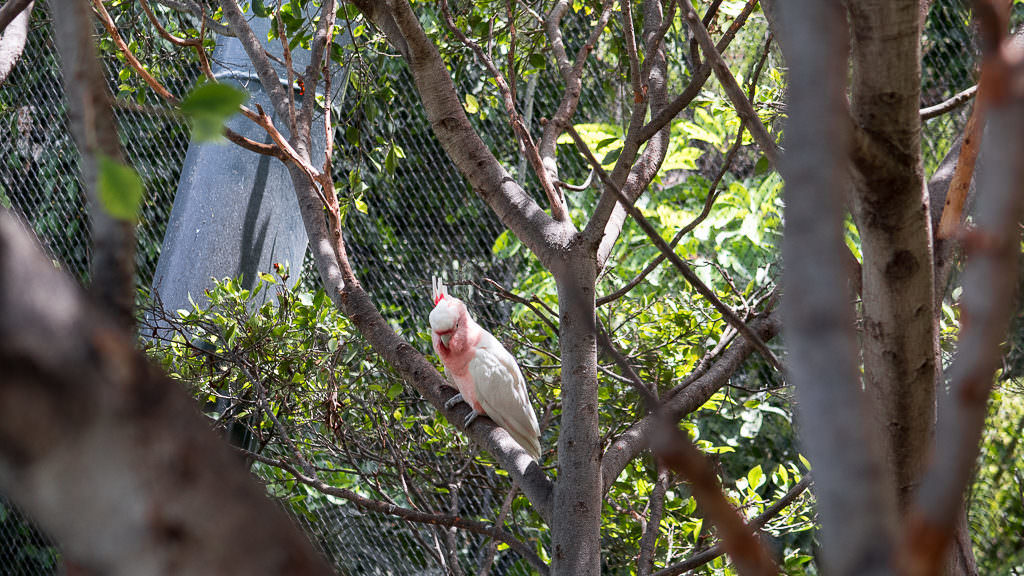 Loro Parque Voliere