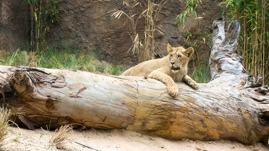 Loro Parque Löwen