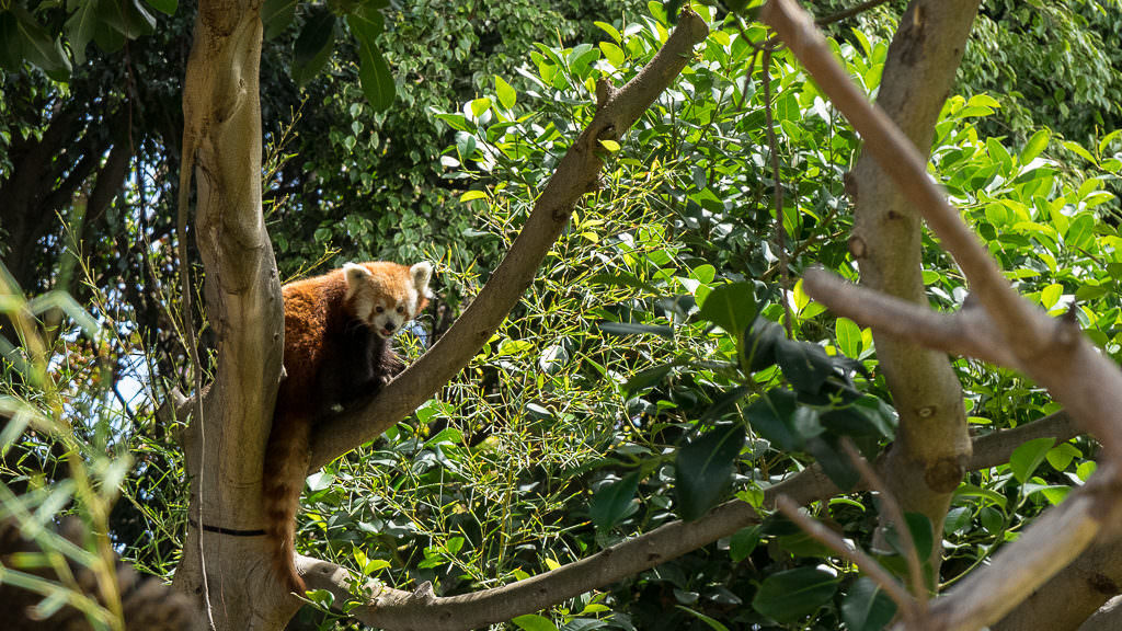 Loro Parque Red Panda