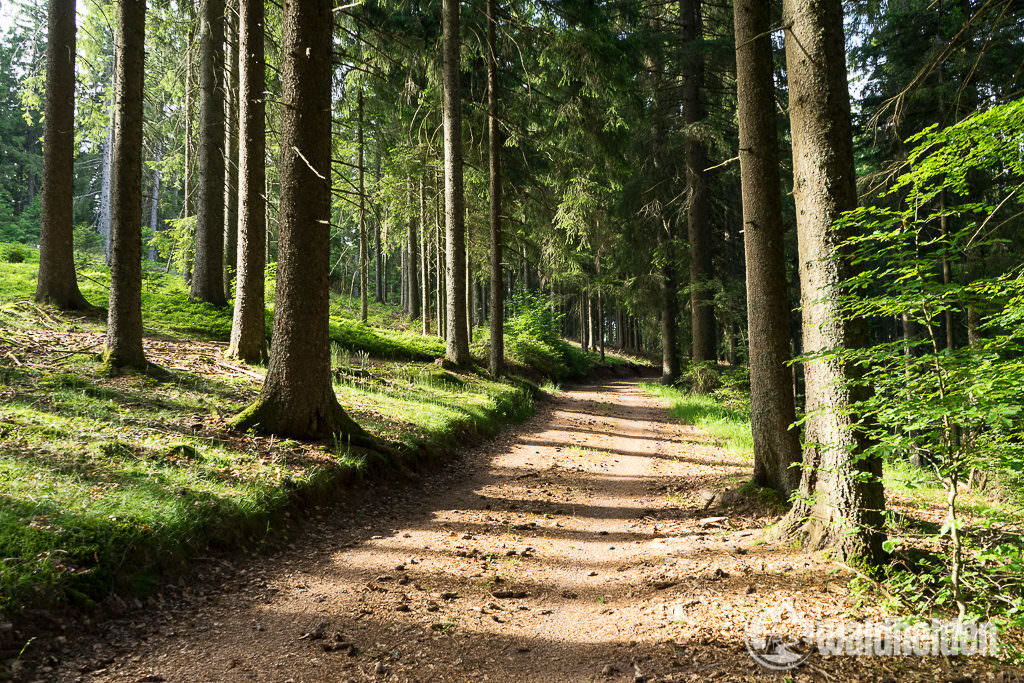 Waldweg am Bubble-Tent