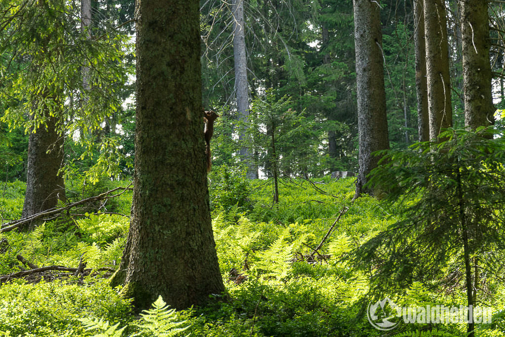 Eichhörnchen im Schwarzwald