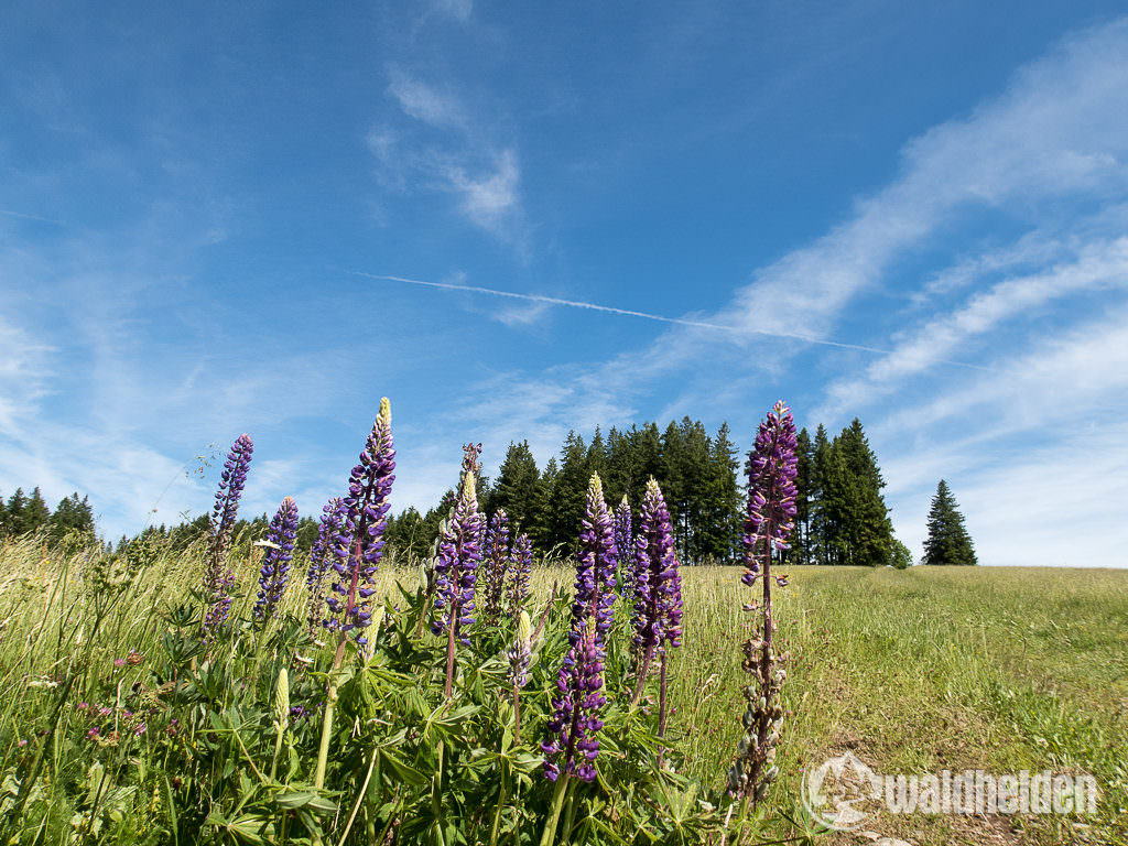 Schwarzwald Wanderung Blumen