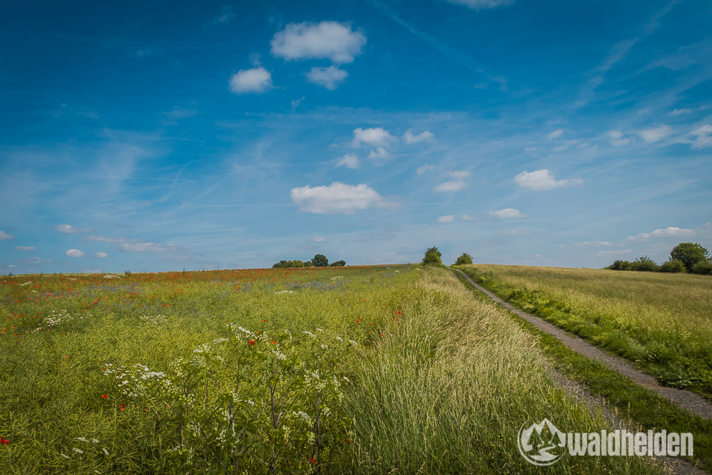 GeoRadroute-Ruhr-Eder-Wildwiese