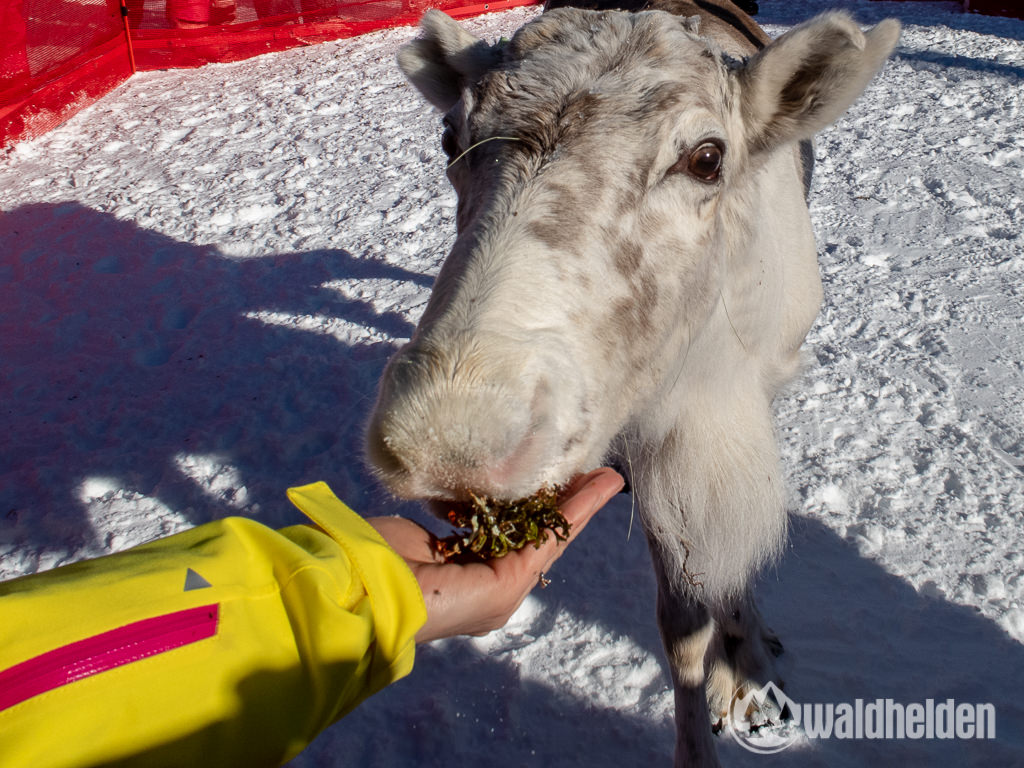 Bad Moos Dolomiten Rentierfütterung an der Rotwand