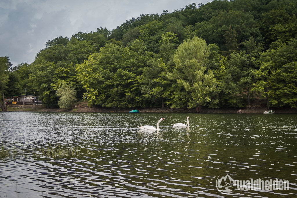 GeoRadroute Waldeck Frankenberg Schwäne Edersee