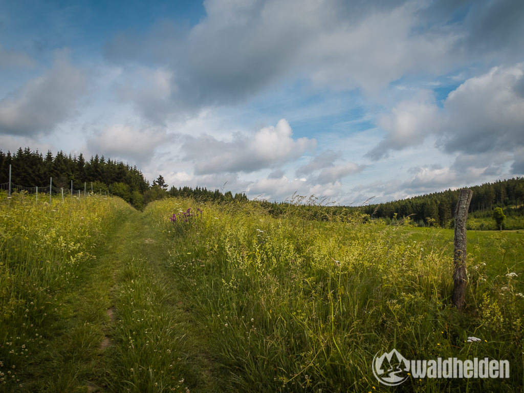 GeoRadroute Winterberg Willingen Trail Ruhrquelle