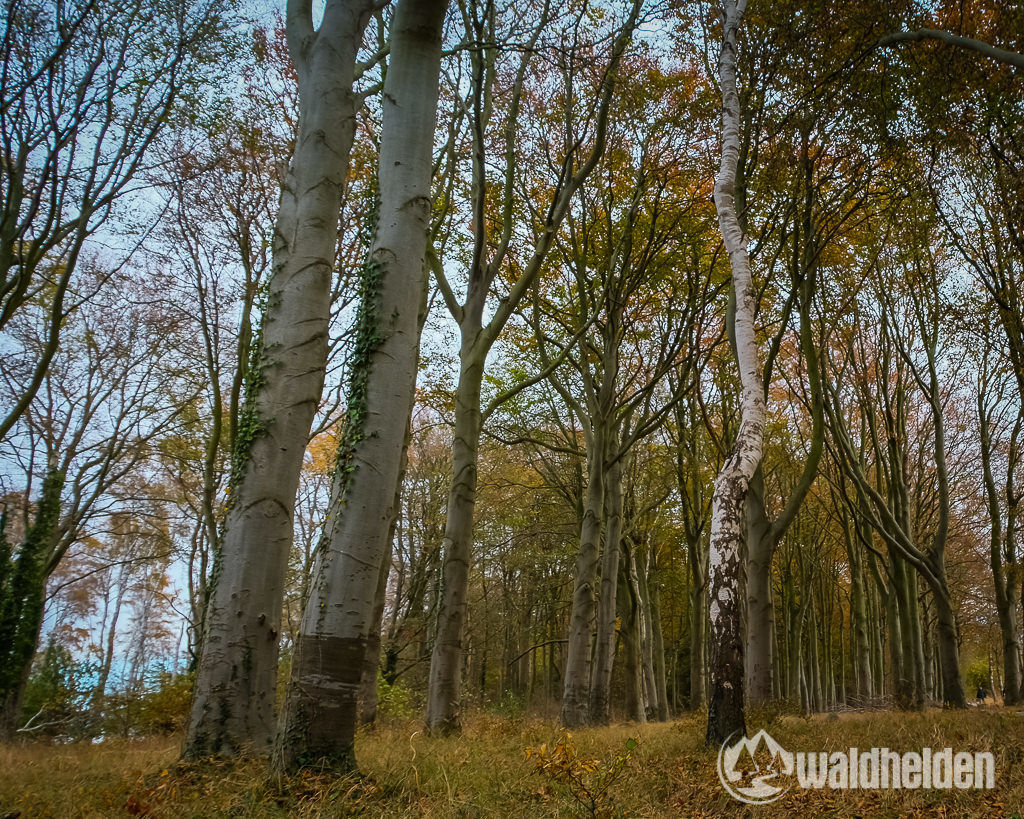 Warnemuende Wandern Wellness Gespensterwald