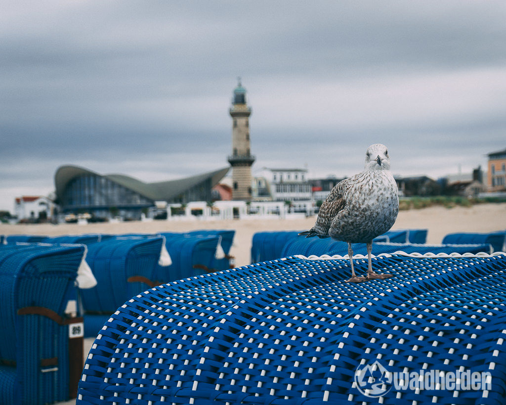 Warnemuende Wandern Wellness Möwe Leuchtturm