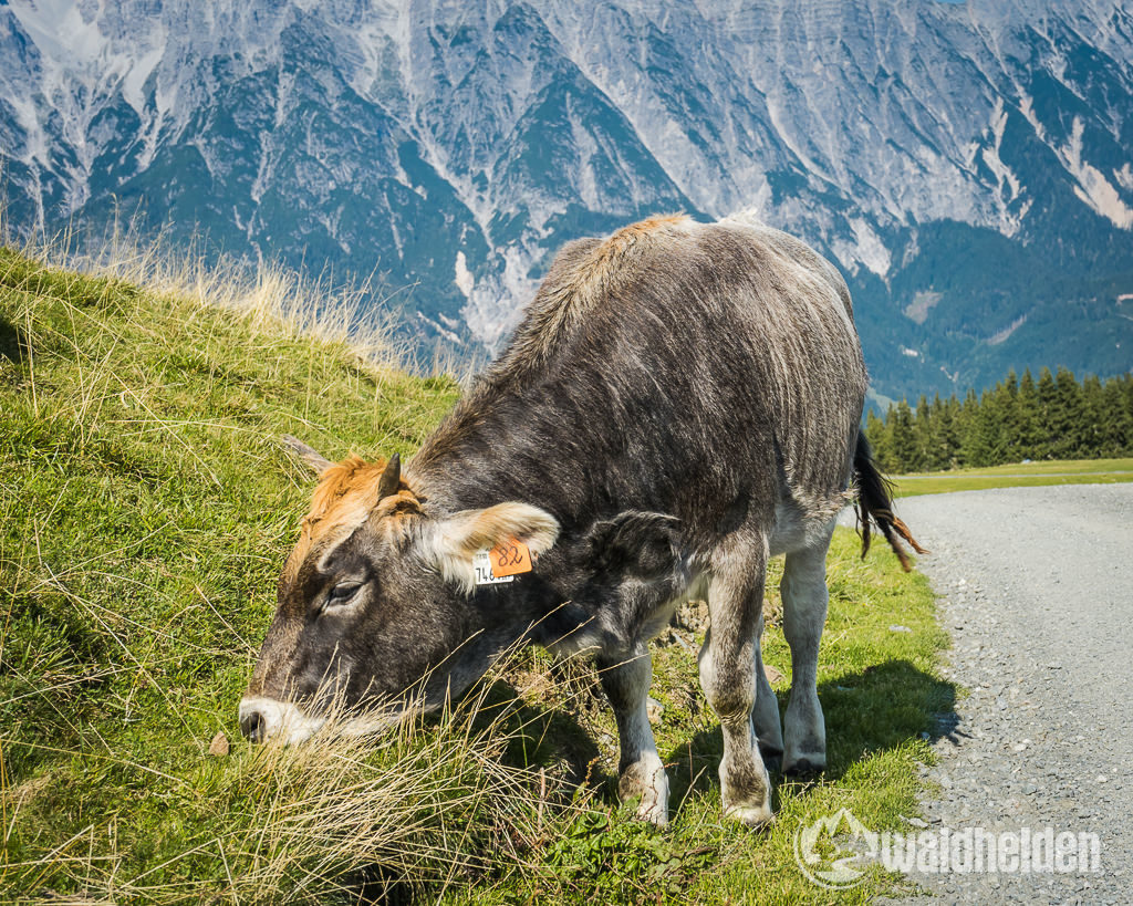 Leogang Saalfelden im Sommer Kuh auf dem Asitz