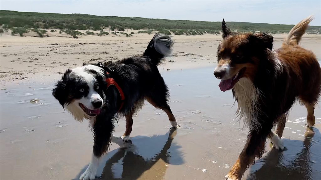 Viele Spielgefährten am Hundestrand in Noordwijk unterwegs.