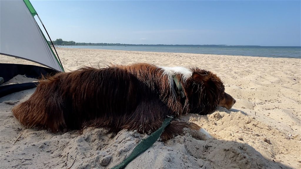 Strandmuschel Hund