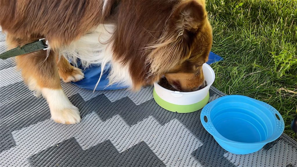 Wohnmobil mit Hund Napf