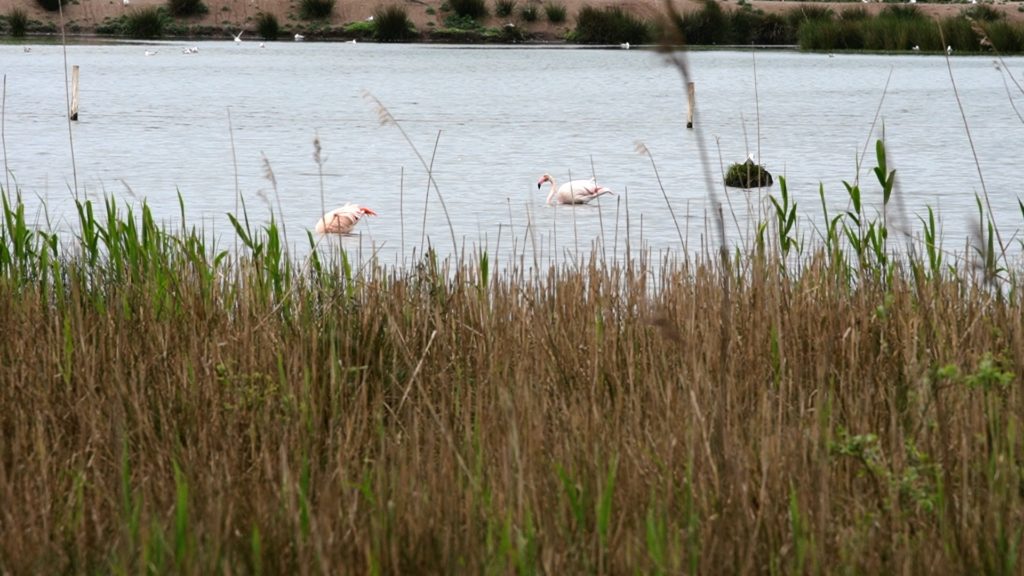 Flamingos im Zwillbrocker Venn. 