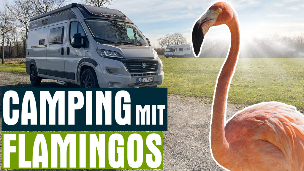 Camping mit Flamingos im Zwillbrocker Venn